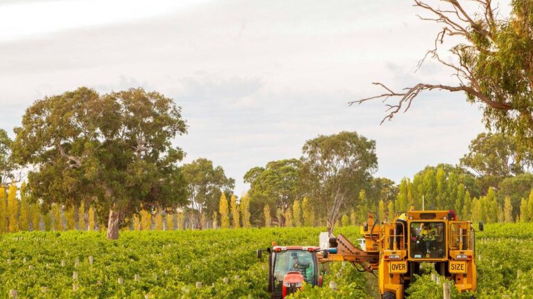 south-australia-s-wine-regions-shine-with-record-property-value-growth