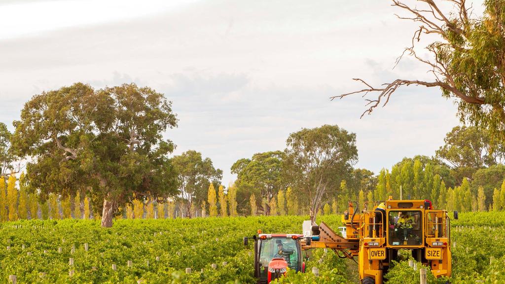 south-australia-s-wine-regions-shine-with-record-property-value-growth