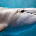 study-links-dolphin-stranding-to-alzheimer-s-like-brain-damage