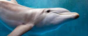 study-links-dolphin-stranding-to-alzheimer-s-like-brain-damage