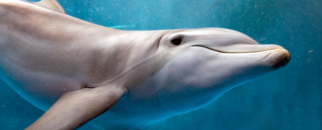study-links-dolphin-stranding-to-alzheimer-s-like-brain-damage