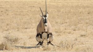 study-reveals-how-environment-shapes-gut-microbiomes-in-namibia