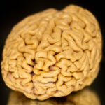study-unveils-secrets-behind-superagers-and-their-resilient-brains