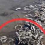 thousands-of-dead-fish-wash-up-on-gold-coast-beach-urgent-cleanup-underway