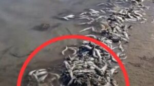 thousands-of-dead-fish-wash-up-on-gold-coast-beach-urgent-cleanup-underway