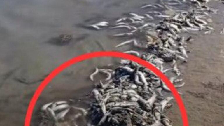 thousands-of-dead-fish-wash-up-on-gold-coast-beach-urgent-cleanup-underway