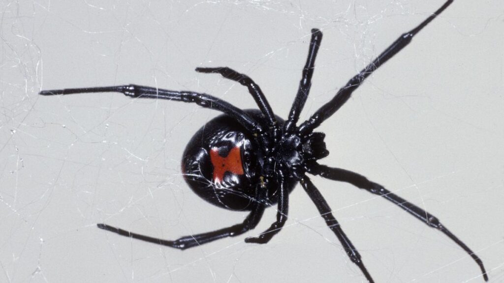 thousands-of-spiders-could-be-hiding-in-your-home-right-now-