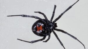 thousands-of-spiders-could-be-hiding-in-your-home-right-now-