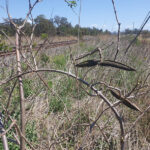 urgent-alert-invasive-rubber-vine-discovered-in-forest-hill