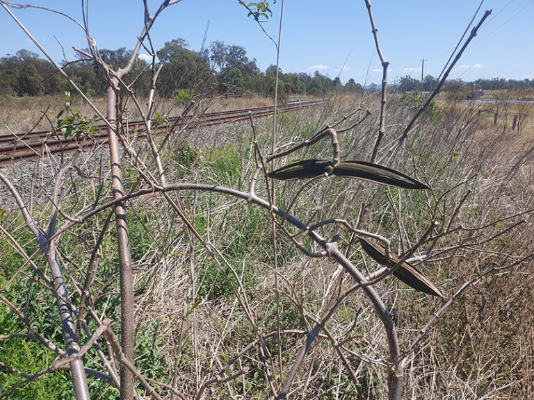 urgent-alert-invasive-rubber-vine-discovered-in-forest-hill