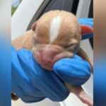urgent-appeal-abandoned-newborn-puppy-found-in-bunbury