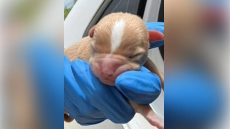 urgent-appeal-abandoned-newborn-puppy-found-in-bunbury