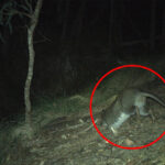 urgent-discovery-critically-endangered-long-footed-potoroo-spotted-in-nsw