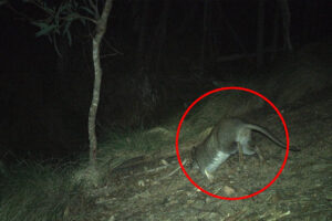 urgent-discovery-critically-endangered-long-footed-potoroo-spotted-in-nsw