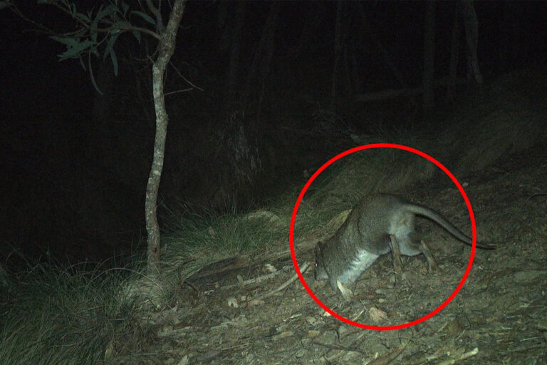 urgent-discovery-critically-endangered-long-footed-potoroo-spotted-in-nsw