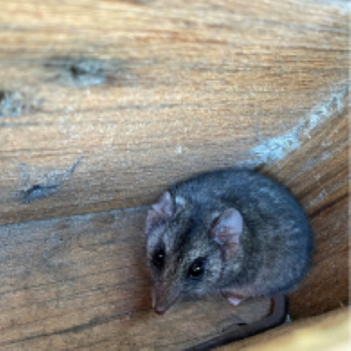 urgent-discovery-endangered-kangaroo-island-dunnart-climbs-trees