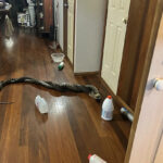 urgent-homeowner-wakes-to-20kg-snakes-falling-from-ceiling