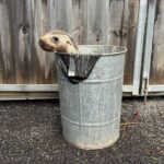 urgent-seal-pup-rescued-from-rubbish-bin-at-portland-rsl