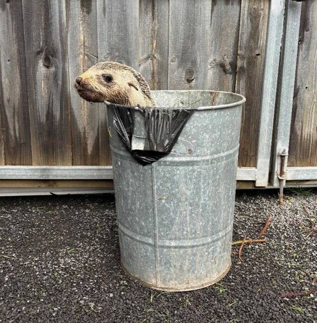 urgent-seal-pup-rescued-from-rubbish-bin-at-portland-rsl