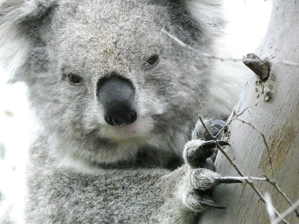 urgent-south-gippsland-koalas-survival-at-risk-info-day-nov-9