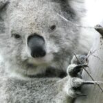 urgent-south-gippsland-koalas-survival-at-risk-info-day-nov-9