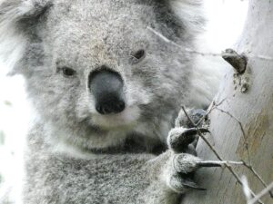 urgent-south-gippsland-koalas-survival-at-risk-info-day-nov-9