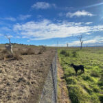urgent-update-170-hectares-of-rabbits-eradicated-in-australia