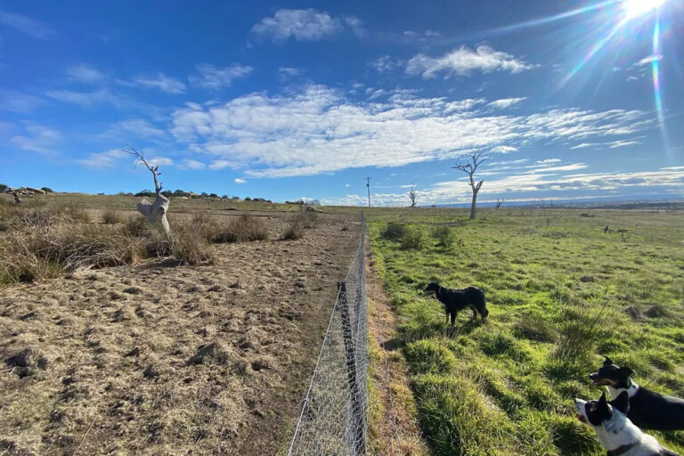 urgent-update-170-hectares-of-rabbits-eradicated-in-australia