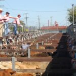 urgent-update-australian-livestock-markets-face-record-volatility