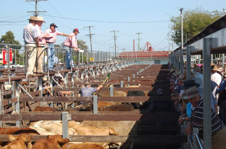 urgent-update-australian-livestock-markets-face-record-volatility