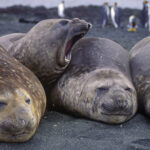 urgent-update-h5-bird-flu-suspected-in-elephant-seals-on-heard-island