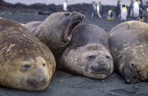 urgent-update-h5-bird-flu-suspected-in-elephant-seals-on-heard-island