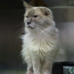 urgent-warning-feeding-stray-cats-harms-wildlife-in-wyndham