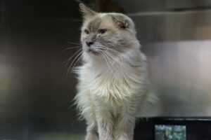 urgent-warning-feeding-stray-cats-harms-wildlife-in-wyndham