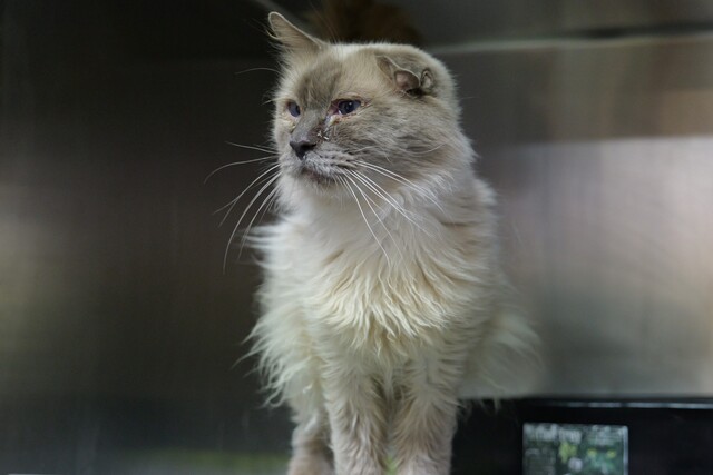 urgent-warning-feeding-stray-cats-harms-wildlife-in-wyndham