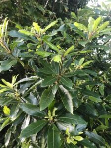 urgent-warning-pittosporum-declared-environmental-weed-in-hawkesbury