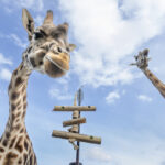 werribee-zoo-unveils-innovative-bamboo-enrichment-for-animals