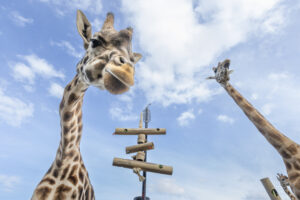 werribee-zoo-unveils-innovative-bamboo-enrichment-for-animals