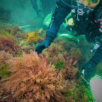 8-million-seaweed-farming-grant-boosts-australia-s-methane-reduction-efforts
