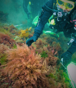 8-million-seaweed-farming-grant-boosts-australia-s-methane-reduction-efforts