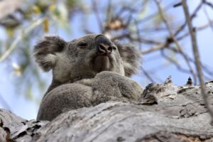 acoustic-recorders-boost-koala-population-monitoring-in-australia