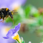 ama-advocates-for-larc-access-opposes-midwives-for-iud-services