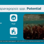 australia-launches-8-million-grant-for-methane-reducing-seaweed