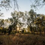 australia-s-environment-reforms-pass-amid-labor-greens-deal