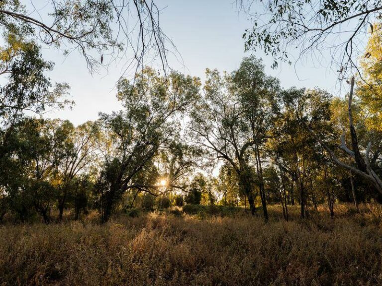 australia-s-environment-reforms-pass-amid-labor-greens-deal