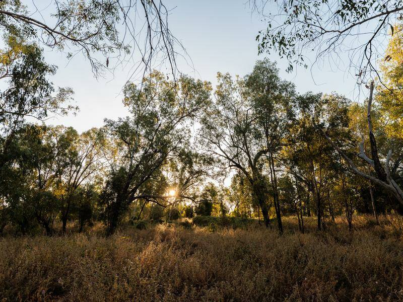 australia-s-environment-reforms-pass-amid-labor-greens-deal