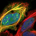 australian-researchers-reveal-how-viruses-control-our-cells