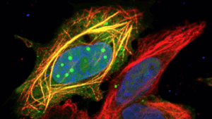 australian-researchers-reveal-how-viruses-control-our-cells