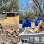 australians-remove-250kg-of-carp-in-urgent-battle-against-invasion