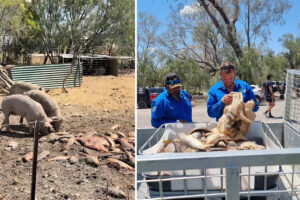australians-remove-250kg-of-carp-in-urgent-battle-against-invasion